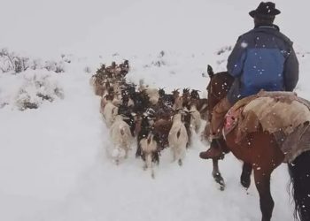 Temporal de nieve en el sur provincial: puesteros sufrieron grandes pérdidas de animales que eran su único sustento