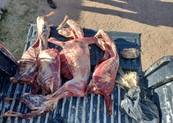 La Policía Rural detuvo a cinco hombres por abigeato en El NihuilSAN RAFAEL