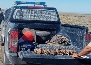 Cuatro aprehendidos por cazar piches