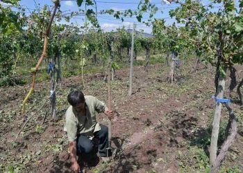 Se prorrogó el pago de la primera cuota del Seguro Agrícola: “A lo largo de su existencia se ha pagado en tiempo, forma y en los montos convenidos”