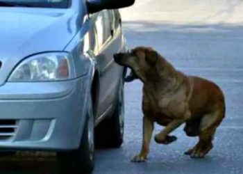 Por qué los perros persiguen a los autos y bicicletas: qué se puede hacer para evitarlo