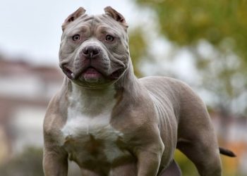 Reino Unido prohíbe una raza de perros tras varios ataques a personas: «No se trata de animales mal entrenados»