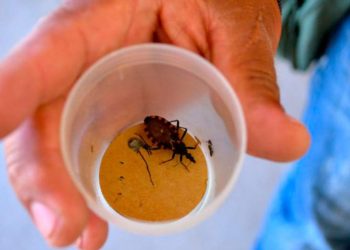 Desde Salud del municipio se trabaja en escuelas para concientizar y prevenirla enfermedad de Chagas