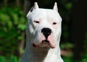 Una mamá y su beba fueron atacadas por un dogo y están internadas