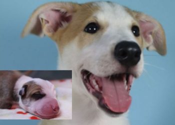 En la Argentina se clonan 400 animales por año: los detalles y costo del procedimiento