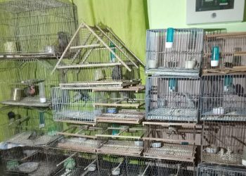 La Policía secuestró 23 aves protegidas cuya tenencia está prohibida