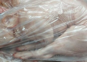 Escándalo: guardaron un lechón en el freezer de las vacunas de un hospital público del país