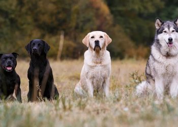 Una por una, las cosas que odian los perros de los humanos y por qué no te conviene hacerlas