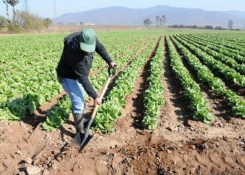 La superficie sembrada con hortalizas de invierno creció 8,4% en la provincia de Mendoza