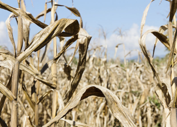 Dólares para 2024: se encienden alertas por lluvias insuficientes para recuperar la producción del campo tras la sequía