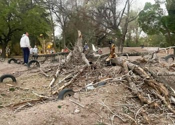 Piden que haya mayor control municipal en el arbolado público para evitar caídas de forestales secos
