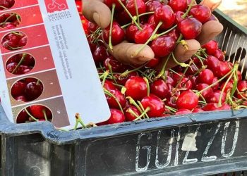 Mendoza puso en marcha la cosecha de cerezas y hay expectativas en el sector