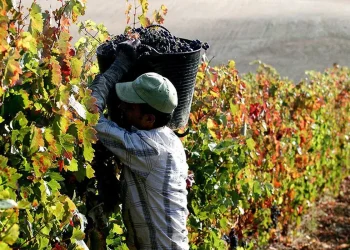 El Gobierno reabrió la paritaria para los trabajadores de viñas y frutales