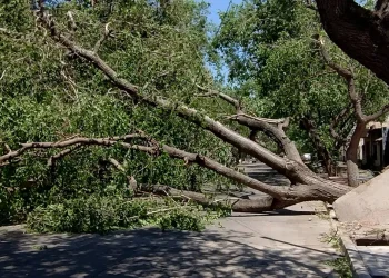 En imágenes: el Zonda hizo estragos en el Gran Mendoza