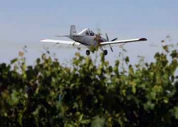 Lobesia botrana: en 10 días se cubrieron más de 68 mil hectáreas en la primera etapa de control