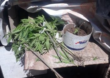 Investigaban un robo y encontraron marihuana