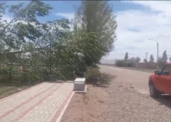 Mirá el video: El Sosneado padece el viento zonda, árboles caídos y cortes de energía
