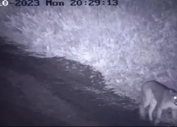 La aparición de un puma suelto causa pánico en un country de Canning