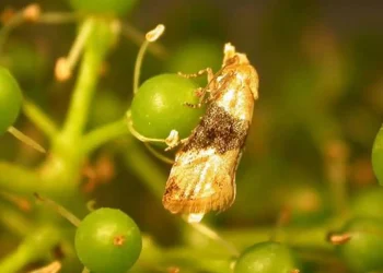 Mendoza reforzó la lucha contra la polilla de la vid con 690 millones de pesos