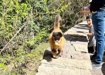 Monos sueltos en el Cerro de la Gloria: el insólito lugar por el que deambulan y qué cuidados tener