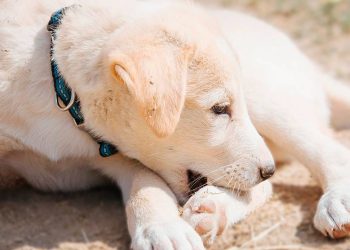 Curiosidades: Por qué algunos perros se muerden las patas y qué significa