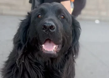 Un hermoso perro despierta la solidaridad en la redes para encontrar su dueño