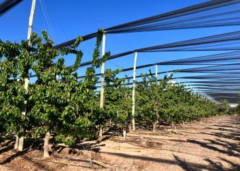 Mendoza puso en marcha la temporada de cerezas en Argentina