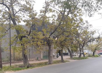 Defendamos al Arbolado Público con Responsabilidad