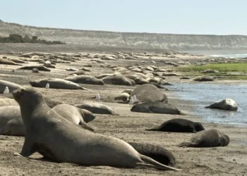 Murieron más de 1.300 crías de elefantes marinos en las costas de Chubut por gripe aviar