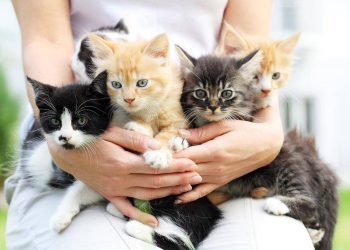 Curiosidades: Qué significa cada color de los gatos y qué tiene que ver con su personalidad