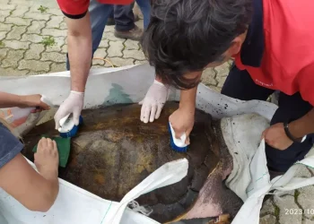 El tortugo Jorge cumplió un año en Mar del Plata: evalúan su regreso al mar