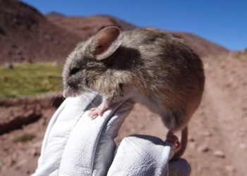 Misterioso hallazgo: encuentran momias de ratón en las cumbres heladas de los Andes