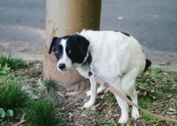 Por qué algunos perros miran fijamente a sus dueños mientras hacen sus necesidades