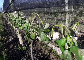 Alerta por el pronóstico más temido por los productores mendocinos para este viernes