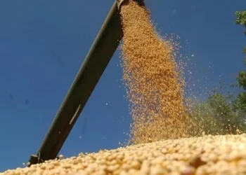 Estiman que las exportaciones del complejo sojero subirán 125% en el 2024