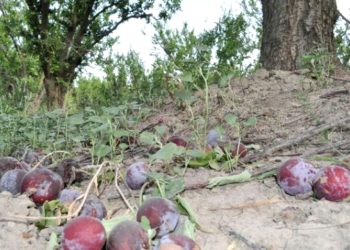 Cómo impactaron las inclemencias climáticas en la agricultura local