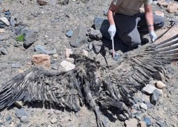 Provincia de Mendoza: Hallaron muerto a un cóndor con 11 disparos de perdigones