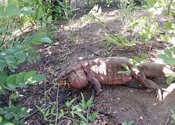 Mirá el video: apareció un lagarto gigante en Rama Caída