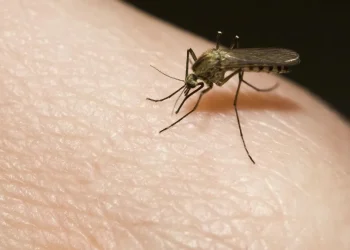 Los mosquitos ya comenzaron a “invadir” Mendoza y los precios de los repelentes están por las nubes