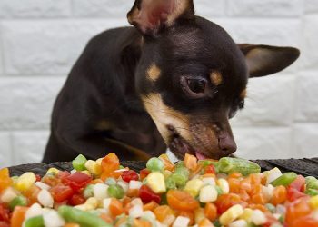 Atención: Qué verduras no pueden comer los perros y qué pasa si las ingieren por accidente