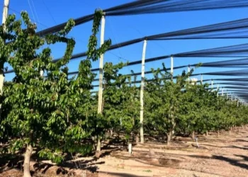 Productores podrán acceder a un bono de $30 millones para el manejo hídrico y mitigar el riesgo climático