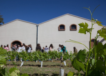 Turista falleció al caer a una pileta de molienda de bodega sanrafaelina