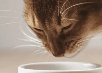 Su gato se negaba a comer, le realizaron una radiografía y encontraron algo insólito