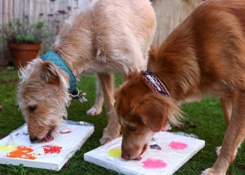 Subastan cuadros «pintados» por perros abandonados