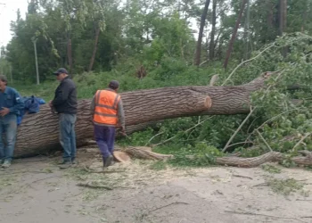 Urgente: Tras el despeje de un centenar de árboles caídos se rescató a personas atrapadas en Ruta 40