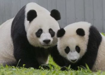 Tres pandas de un zoológico de Estados Unidos vuelven a China por tensiones diplomáticas