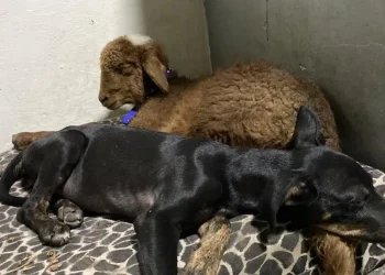 Una familia de Mendoza busca a su cordero Chihiro y ofrece recompensa