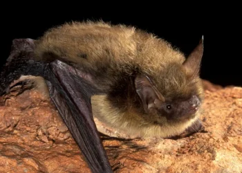 Zoonosis analizó a un murciélago que mordió a un niño en Las Heras