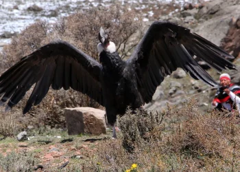 Se liberó un cóndor andino que se había intoxicado con plaguicidas 