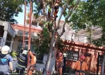 Tragedia en Buenos Aires: se subió a podar un árbol en su casa y murió ahorcado por el arnés al caer 10 metros